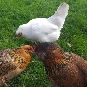 Meet your Posher, Jasmine